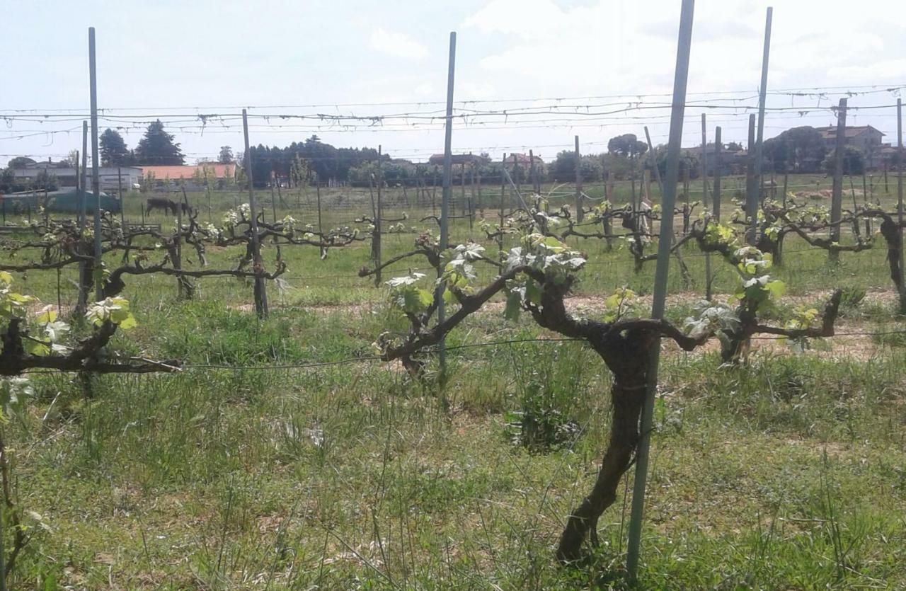 Podere Alberello Torrita di Siena Luaran gambar